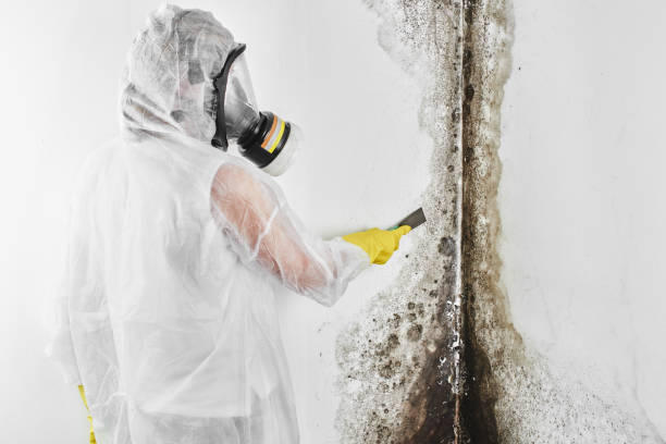 Best Post-Flood Mold Remediation in Bainbridge, GA