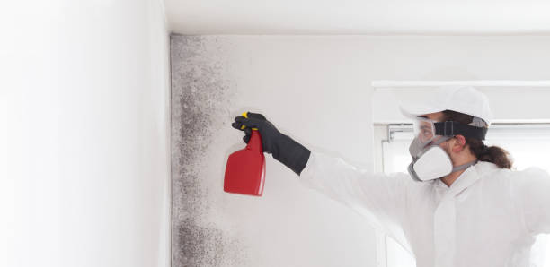 Best DIY Mold Remediation Support Services in Bainbridge, GA