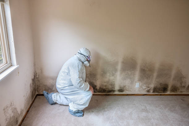 Best Attic Mold Remediation in Bainbridge, GA